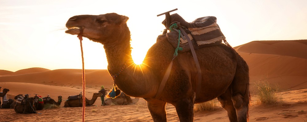 TOUR DE 5 DÍAS EN MARRUECOS DESDE FEZ​
